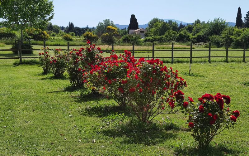 Les roses de la Papeterie
