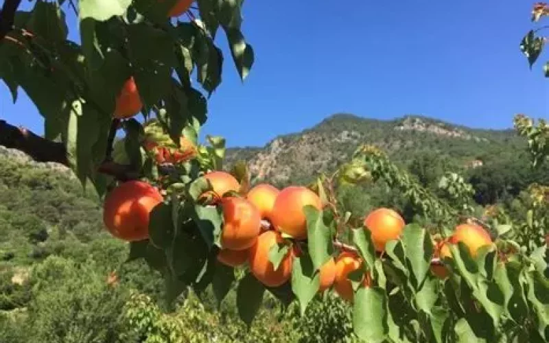 abricots des baronnies