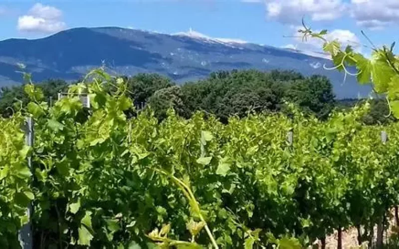 vins cotes du rhone