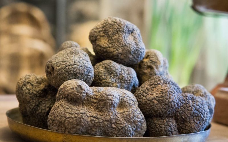 visuel-Truffe-noire-Drome-12-20 (1)